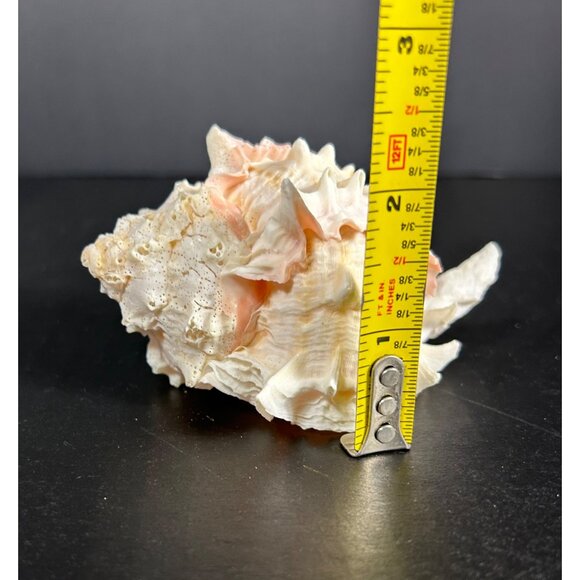 Conch Sea Shell Spiked Murex Seashell Nautical Beach Home Decor White Pink - Picture 6 of 6